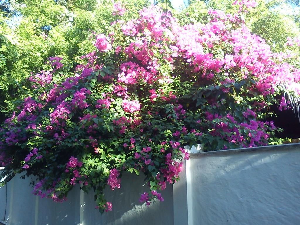 Ameena Homestay Tangalle Exterior foto
